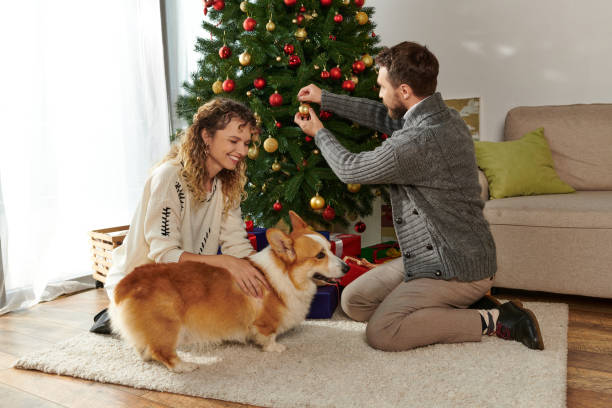 istock A joyful couple in winter sweaters decorating a Christmas tree with their adorable Corgi 2183444613