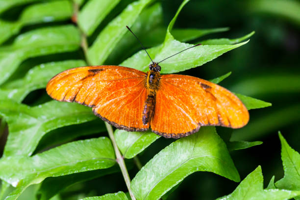 istock The orange butterfly, on a green leaf 2183445285