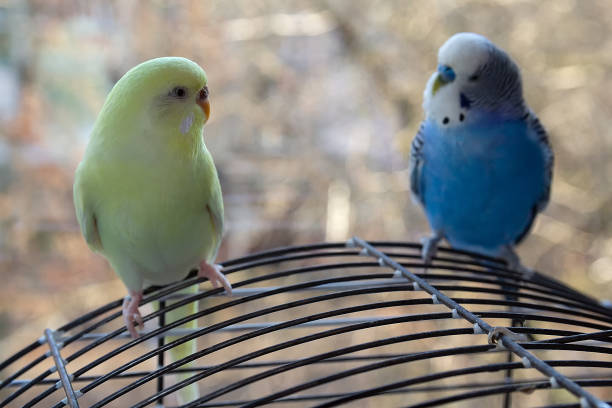 istock Blue and yellow budgies sitting on a cage in the room 2183448341