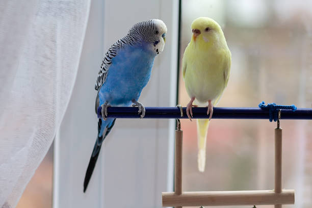 istock Blue and yellow budgies sitting on a perch in the room 2183448392