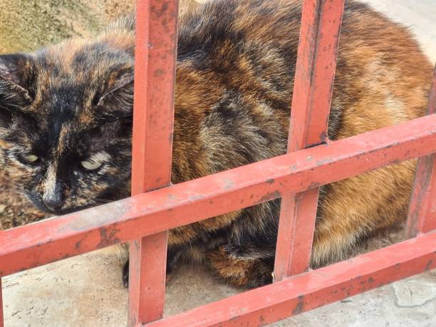 istock European stray cat present in Sicily 2183449694