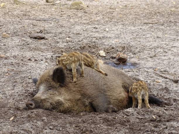 Wild boar children on their mother's back