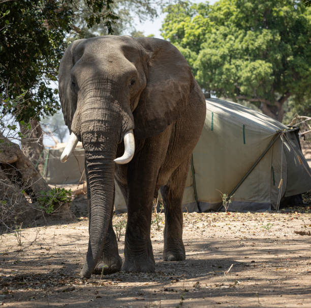 The image shows a close view of an African elephant’s (Loxodonta africana) trunk lying in green vegetation. A strick is inserted into the trunk opening, and small branches and leaves surround the area. This photo was taken in South Africa.