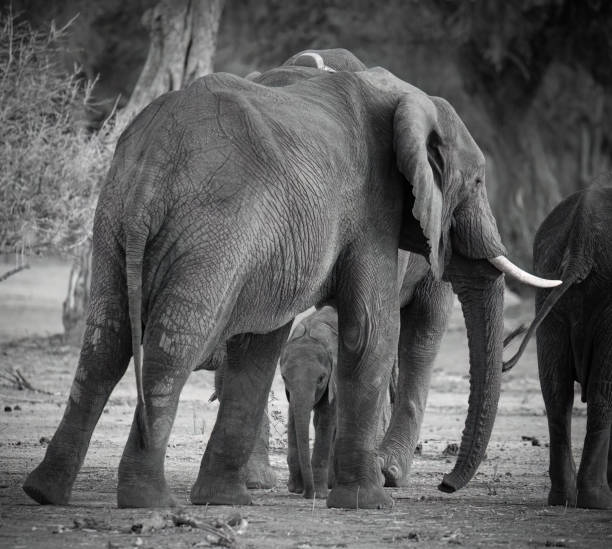 istock A black and white image of a baby  African elephant protected by its mother. 2183451700