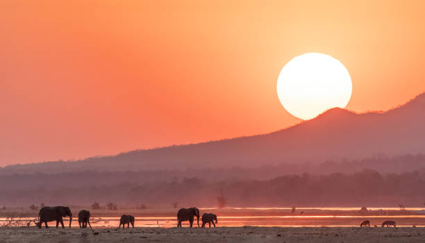 istock African elephants silhouetted by the Zambezi river at sunset. 2183452147