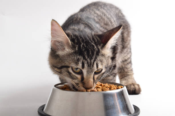 istock Tabby kitten eating dry food from stainless steel bowl 2183452564