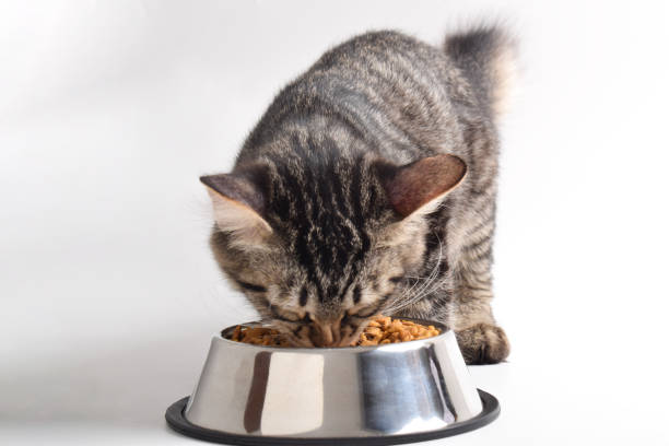 istock Tabby kitten eating dry food from stainless steel bowl 2183452697