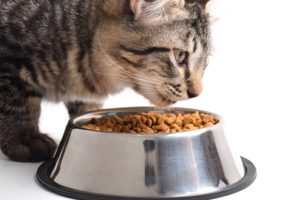 istock Tabby kitten eating dry food from stainless steel bowl 2183453089