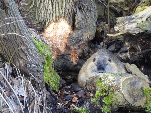 istock A large nutria perfectly camouflaged 2183453196