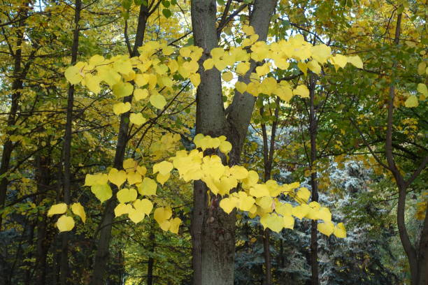 istock Autumnal foliage of linden tree in mid October 2183453277