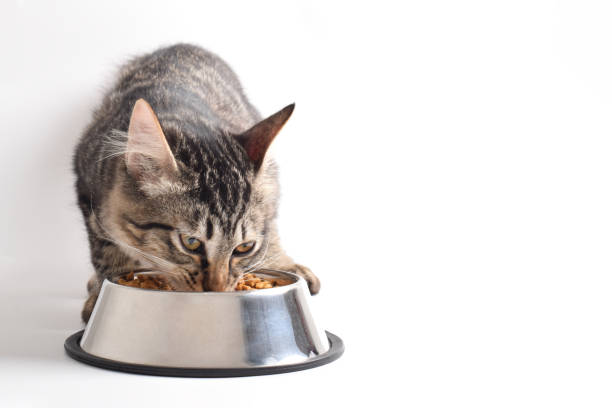 istock Tabby kitten eating dry food from stainless steel bowl 2183453334