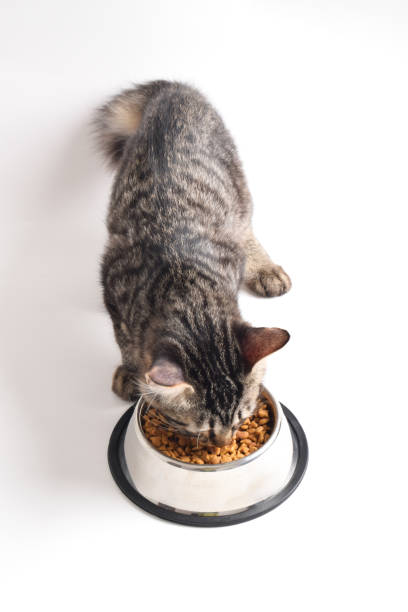 istock Tabby kitten eating dry food from stainless steel bowl 2183453394