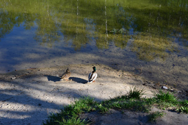 A peaceful scene of two ducks swimming in a calm park pond, with reflections of trees and foliage on the water's surface. The green grass and fallen leaves on the bank add to the natural, serene atmosphere.