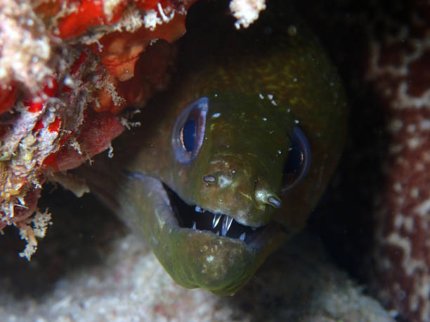 istock Moray eel close-up in Maldives 2183455479