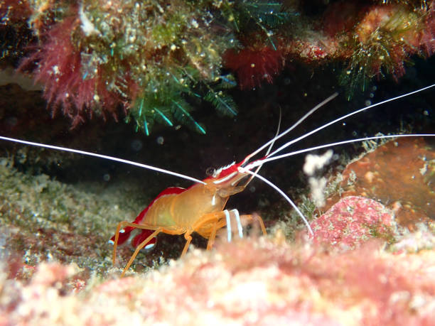 istock Skunk cleaner shrimp (Lysmata amboinensis) in Maldives 2183455528