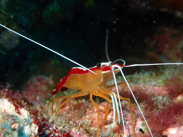 istock Skunk cleaner shrimp (Lysmata amboinensis) in Maldives 2183455574