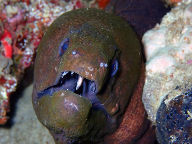 istock Moray eel with open mouth and teeth in Maldives 2183455739