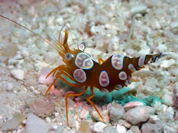 istock Squat Anemone Shrimp (Thor amboinensis) in Maldives 2183455804