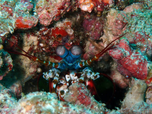 istock Peacock mantis shrimp in Maldives 2183455828