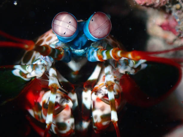 istock Peacock mantis shrimp eyes close-up 2183455842