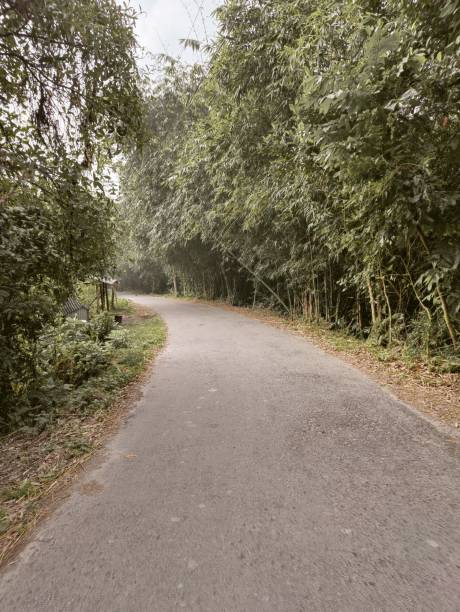 istock Road in the middle of the jungle 2183459897