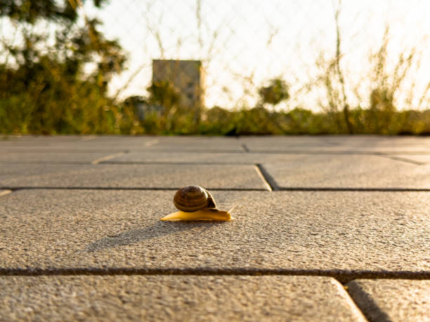 side view of snail on street