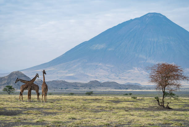 istock Giraffes standing majestically in front of a mountain, Ol Doinyo Lengai volcano 2183461990