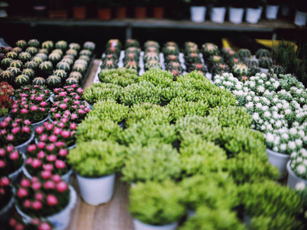 Succulent plants