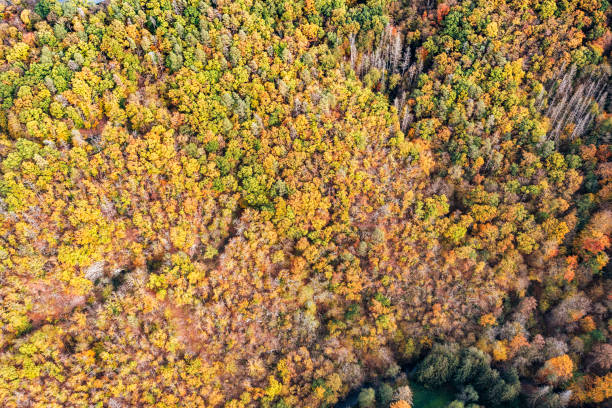 istock Autumn in the Taunus 2183466921