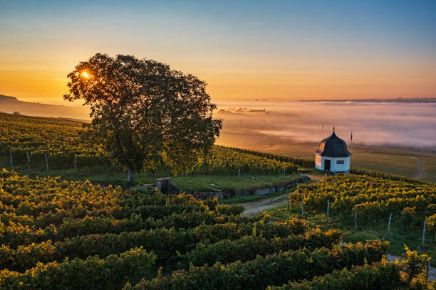 istock Sunrise in the Rheingau 2183466944