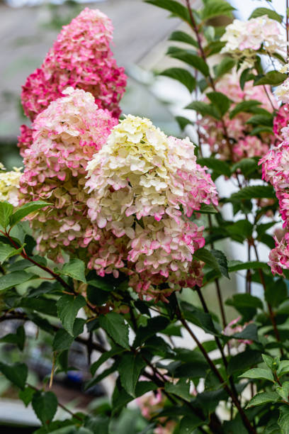 istock Hydrangea paniculata sort Fraise Melba hydrangea with pink flowers blooms in the garden in summer 2183467186