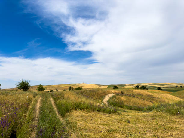 istock Spring landscape with wildflowers and a dirt road leading through a blooming field under a blue sky in the foothills of Kyrgyzstan. 2183467500