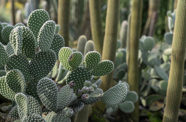 istock Various exotic cactus species in the greenhouse. 2183467705
