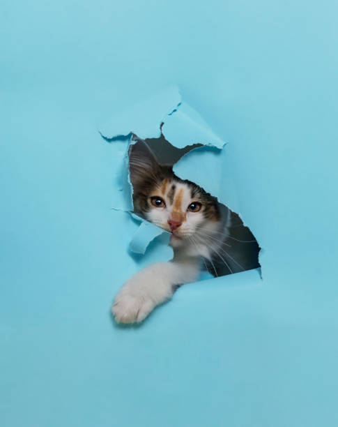 istock cute kitten peeking out of a torn hole on a blue paper banner 2183467937