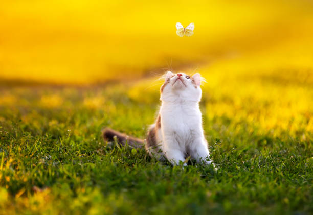 istock cute kitten sitting on green sunny lawn and watching butterfly flying 2183468173