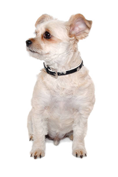 istock Happy terrier dog taken on a white background 2183469460