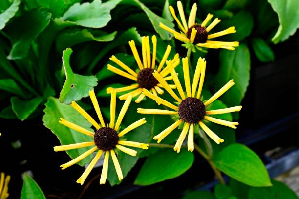 istock Yellow flowers with dark centers in a lush garden. 2183469984