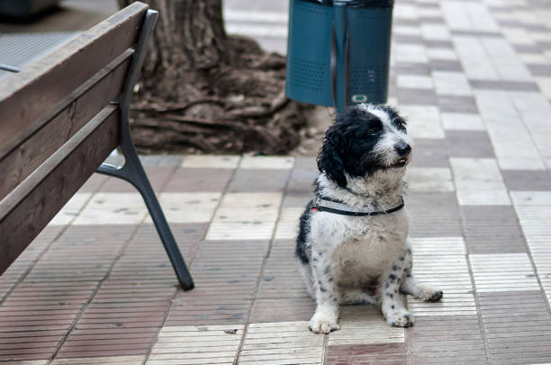 istock Cute water dog waiting on tiled pavement 2183470474