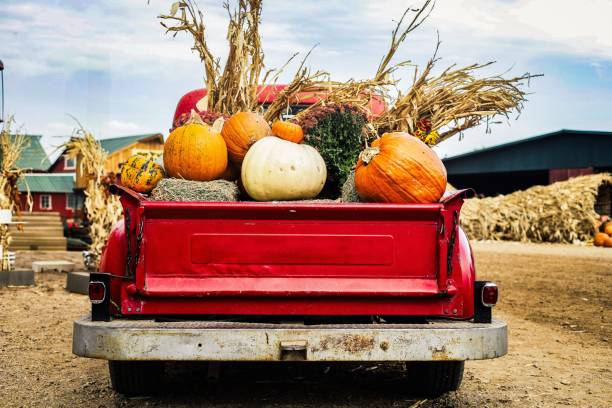 istock Vintage red truck with pumpkins at rustic farm. 2183470788