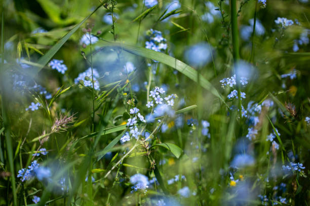 istock Forget-me-not Myosotis sylvatica. blue flowers growing in a field 2183471185