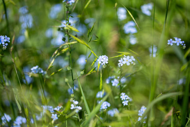 istock Forget-me-not Myosotis sylvatica. blue flowers growing in a field 2183471198