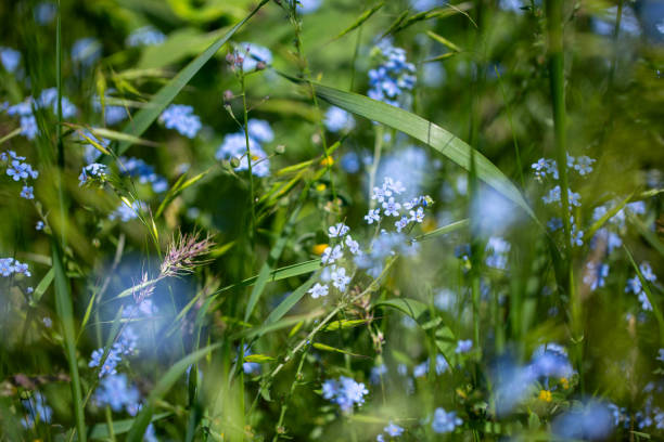 Forget-me-not Myosotis sylvatica. blue flowers growing in a field