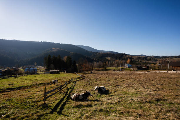 A peaceful countryside scene featuring cows grazing in an expansive field, with rolling hills and a clear blue sky creating a serene mountain backdrop.