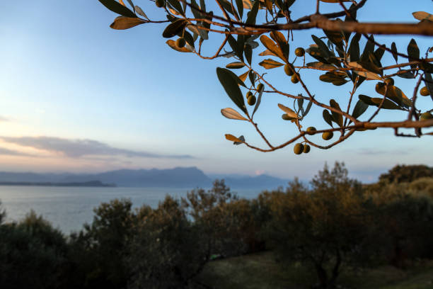 istock Olive tree overlooking Lake Garda at sunset in Sirmione 2183473908