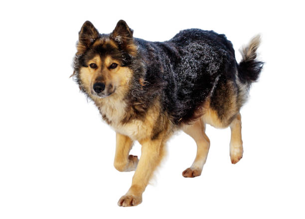 Side view of west siberian laika running on dirty road.