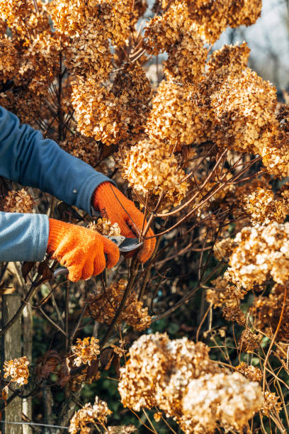 istock A gardener wearing gloves trims wilted hydrangea flowers before winter 2183485876