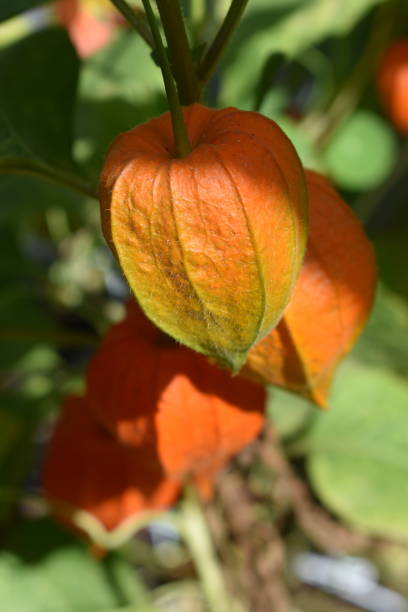 istock Orange Chinese Lantern Plant - close up view in full bloom 2183486641