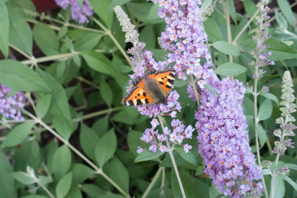 istock chocolate butterfly among flowers 2183486700