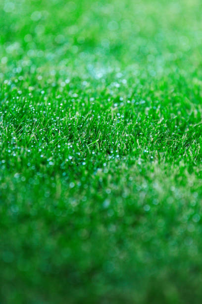 istock close-up of wet green grass 2183488780