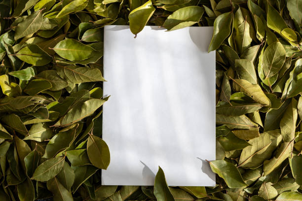 istock Paper sheet on dried bay leaves 2183491127